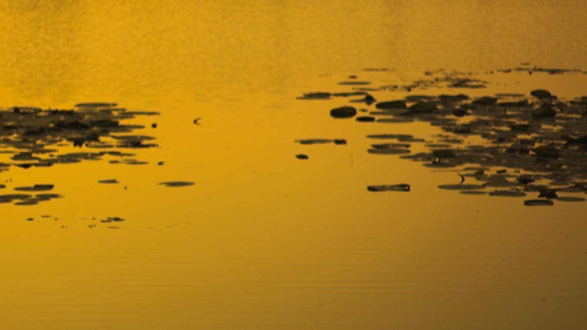 Romantic couple standing together by a serene lake at golden hour in Central Florida
