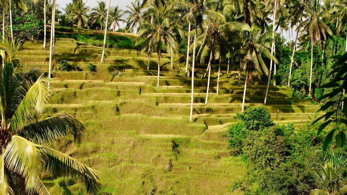 Lush Tegallalang rice terraces in Bali, Indonesia, with vivid green stepped fields and tropical palm trees